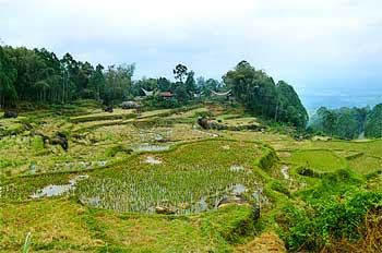Campos de arroz en Rantepao, Sulawesi, Indonesia