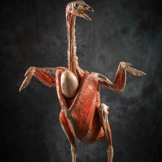 IES_SANISIDRO_BIOLOGIA_301