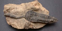 Cupresocrinus elongatus (Crinoideo) Devónico