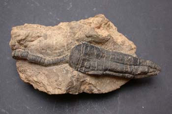 Cupresocrinus elongatus (Crinoideo) Devónico