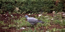 Paloma torcáz (Columba palumbus)