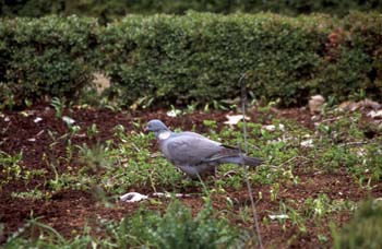 Paloma torcáz (Columba palumbus)