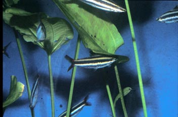 Pez lápiz (Annostomus sp.)