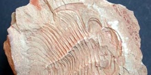 Paradoxides sp. (Trilobites) Cámbrico