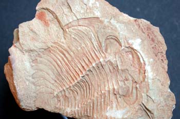 Paradoxides sp. (Trilobites) Cámbrico