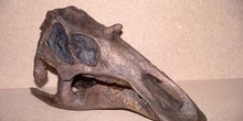 Mahiasaura sp. (Reptil) Cretácico