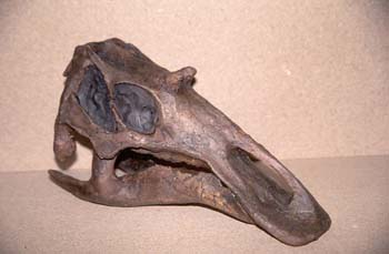 Mahiasaura sp. (Reptil) Cretácico