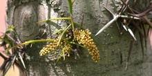 Acacia de tres espinas - Flor (Gleditsia triacanthos)