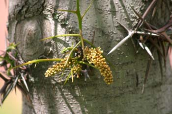 Acacia de tres espinas - Flor (Gleditsia triacanthos)