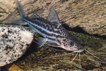Pez gato (Pimelodela sp.)