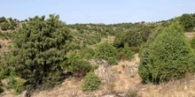 Enebro común - Bosque (Juniperus communis)