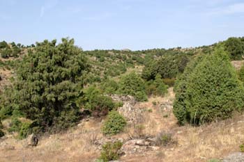 Enebro común - Bosque (Juniperus communis)