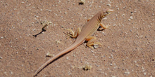 Reptil desértico, Namibia