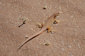 Reptil desértico, Namibia