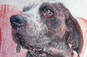 Perro Perdiguero de Burgos