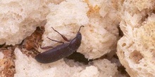 Escarabajo de la harina (Tenebrio molitor)