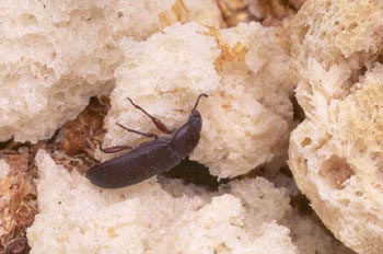 Escarabajo de la harina (Tenebrio molitor)