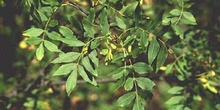 Fresno de hoja estrecha - Hoja (Fraxinus angustifolia)