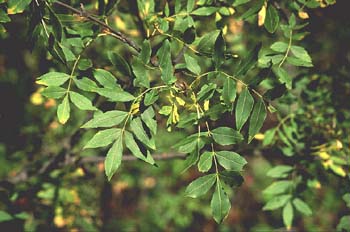 Fresno de hoja estrecha - Hoja (Fraxinus angustifolia)