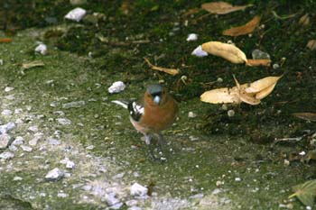 Pinzón común - Macho (Fringilla coelebs)