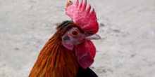 Gallo