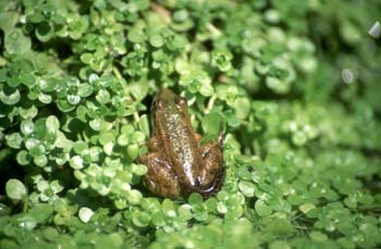 Rana común (Rana perezi)