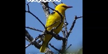 oropendola europea IES Larra