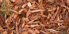 Castaño - Suelo (Castanea sativa)