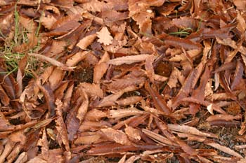 Castaño - Suelo (Castanea sativa)