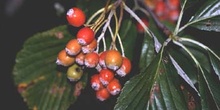 Mostajo (Sorbus aria)