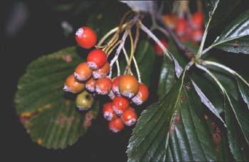 Mostajo (Sorbus aria)