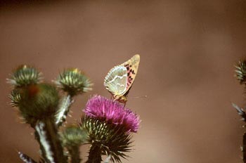 Pandora (Pandoriana pandora)