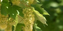 Arce blanco - Flor (Acer pseudoplatanus)