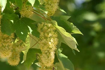 Arce blanco - Flor (Acer pseudoplatanus)