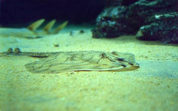 Raya mosaico (Raja undulata)