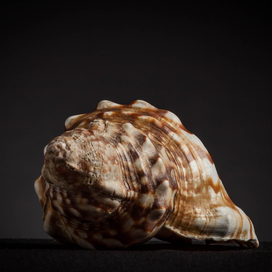 IES_CARDENALCISNEROS_CONCHAS_142