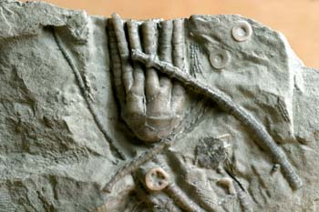 (Crinoideo) Devónico