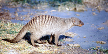 Mangosta de perfil, Namibia