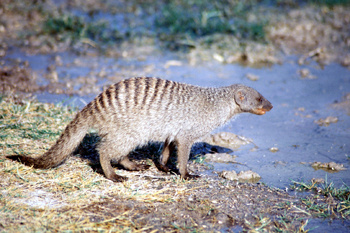 Mangosta de perfil, Namibia