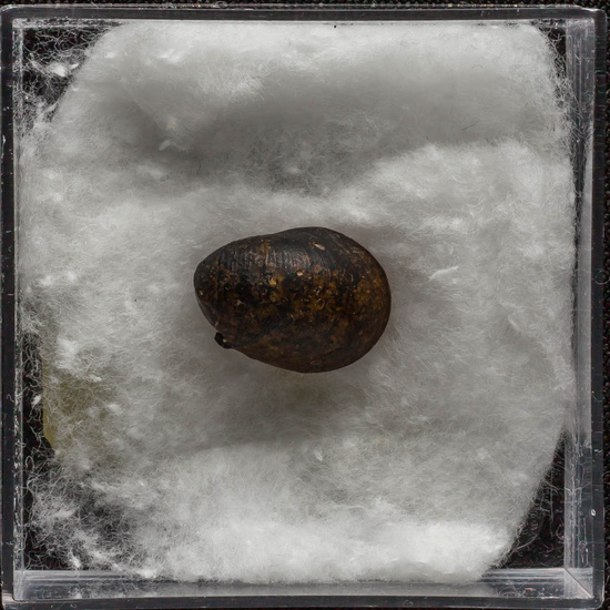 IES_ISABELLACATOLICA_BIOLOGIA_304