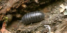 Cochinilla (Armadillidium opacum)