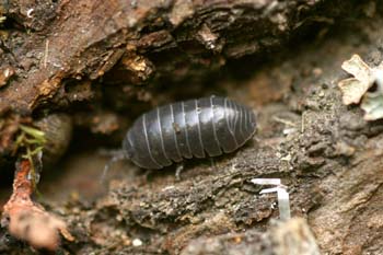 Cochinilla (Armadillidium opacum)