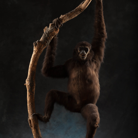 IES_SANISIDRO_MUSEO_Zoolgía_104