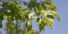 Morera - Hoja (Morus alba)