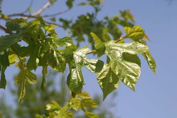 Morera - Hoja (Morus alba)