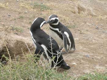 Pingüinos de Magallanes, Argentina