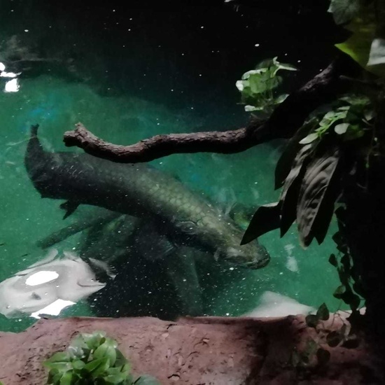 Parque de la Naturaleza. Faunia. 5º Curso. 38