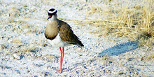 Ave acuática coronada, Namibia