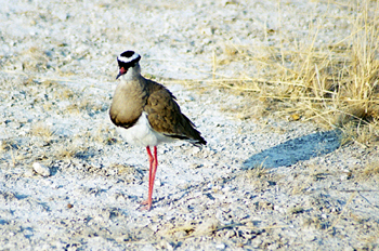 Ave acuática coronada, Namibia