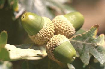 Rebollo / melojo - Bellota (Quercus pyrenaica)